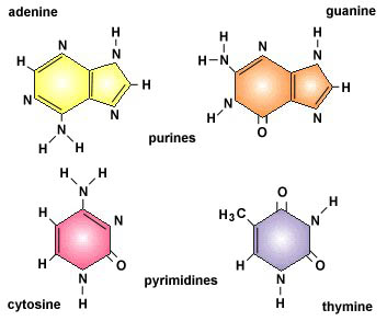 nucleotides dna