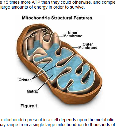 mitchndria cell -- open coffin