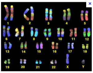 hengel%20-%2030%20%20chromsones