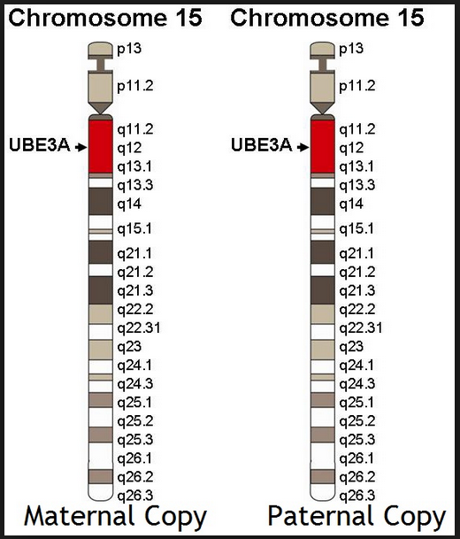 chromosome 15