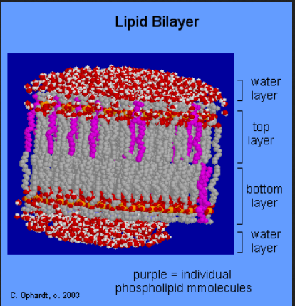 lipid bilayer 6666666
