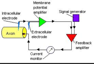 hannah graham brain feedback neuron cell